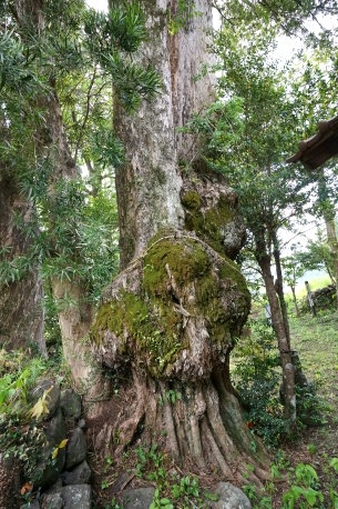 大人地蔵のイヌマキ