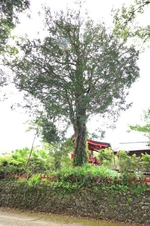 平郡神社のナギ