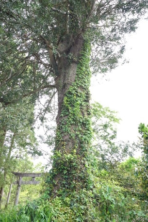 平郡神社のナギ