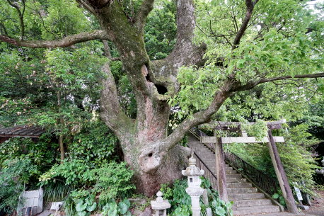鹿野田神社のクスノキ