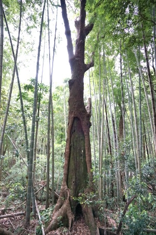 長谷観音のイスノキ
