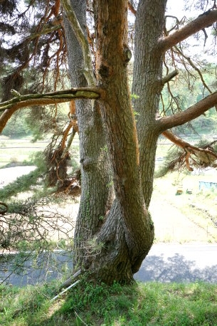 お神明の三本松