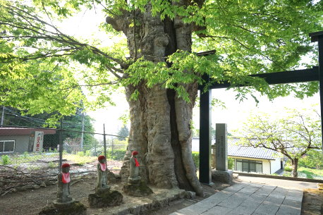 前山寺参道のケヤキ　No2