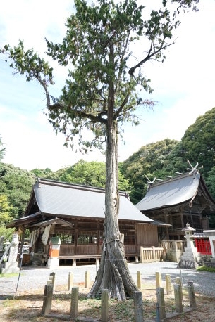 八所宮のネズミサシ