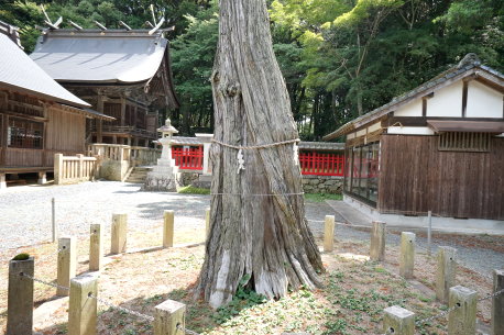 八所宮のネズミサシ