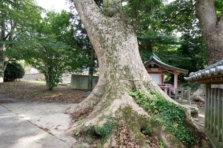太祖神社のクスノキ　No2