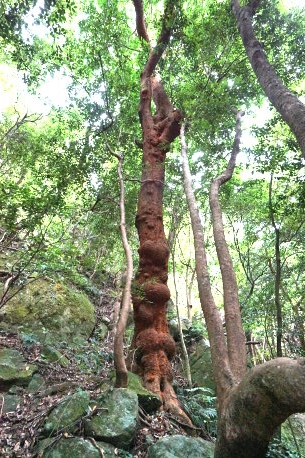 白馬山のバクチノキ　No2