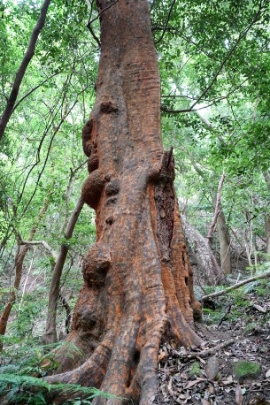 白馬山のバクチノキ　No2
