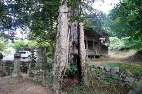 高木神社のイチイガシ