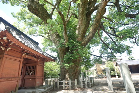 恵利八幡神社の樟