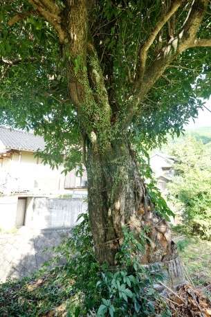 高樹神社のキンモクセイ