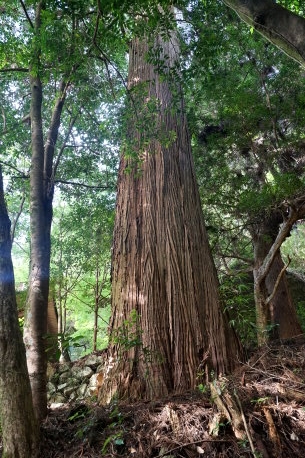 室山熊野神社の杉