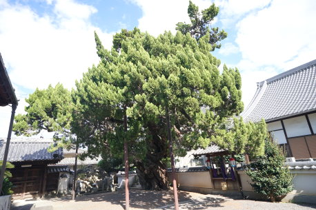 西向寺のイブキ