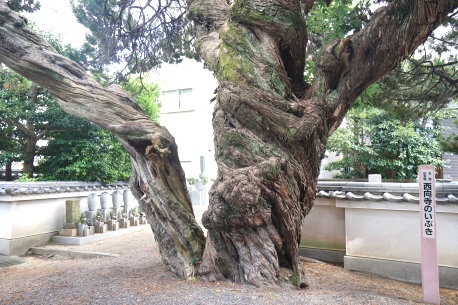 西向寺のイブキ