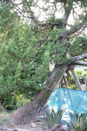 歓喜寺のビャクシン