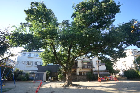 岡町北公園のナンキンハゼ