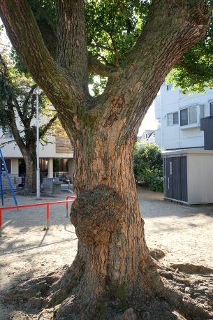 岡町北公園のナンキンハゼ