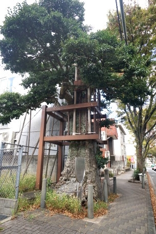 方違神社のクロガネモチ