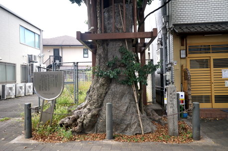 方違神社のクロガネモチ