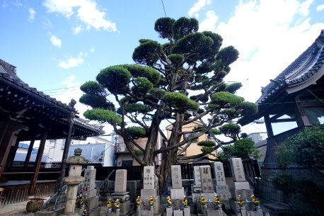 元立寺のカイヅカイブキ