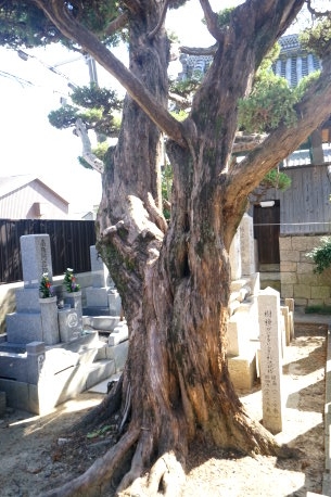 元立寺のカイヅカイブキ