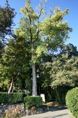 葛城神社のムクロジ