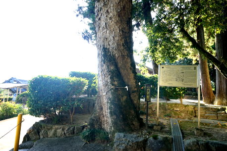 葛城神社のムクロジ