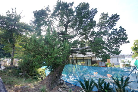 歓喜寺のビャクシン