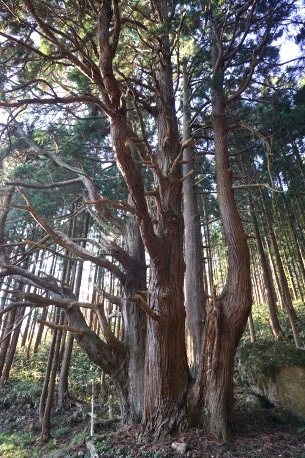 小岩内の姥杉