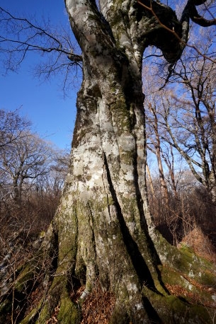 八丁池ブナ林のブナ　No3