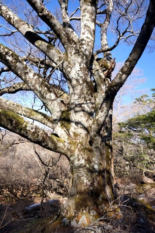 八丁池ブナ林のブナ　No2