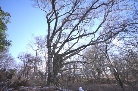 八丁池ブナ林のブナ　No2