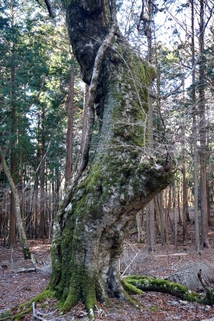 八丁池ブナ林のブナ　No5