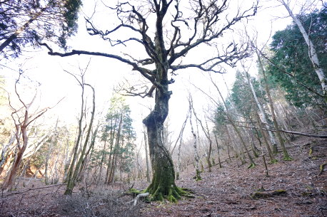 八丁池ブナ林のブナ　No5