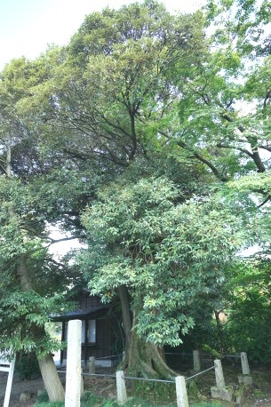 道神社のシイノキ