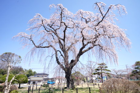 希望の桜