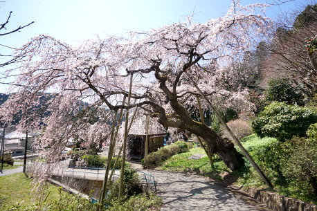 普門寺の枝垂れ桜