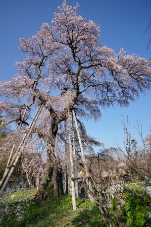 宝泉寺の枝垂れ紅桜
