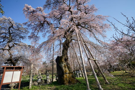 宝泉寺の枝垂れ紅桜