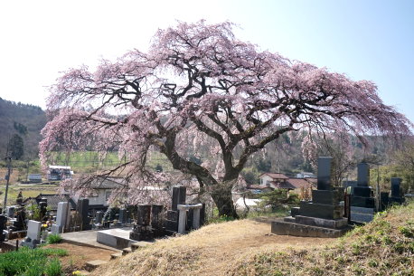 小田の枝垂れ桜