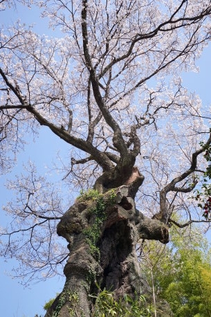 芹沢の千年桜