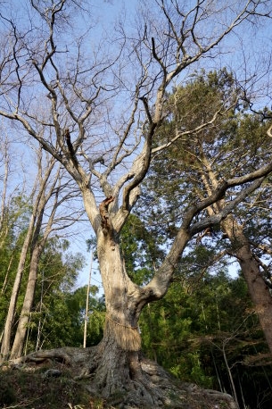 愛宕神社のイヌシデ