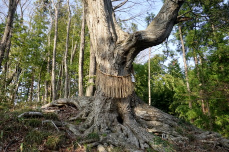 愛宕神社のイヌシデ