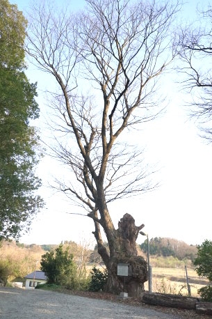 浮島神社の大欅