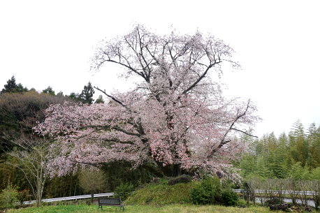 田人の石割桜