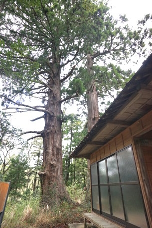 八坂神社の二本杉