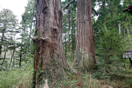 八坂神社の二本杉
