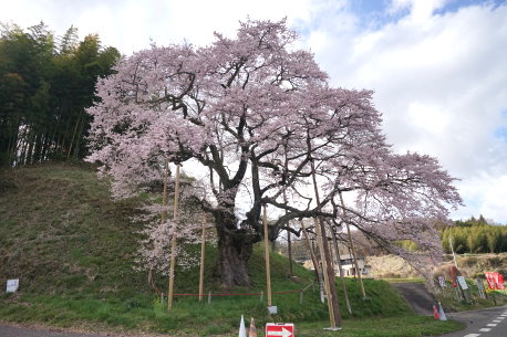 是哉寺の地蔵桜