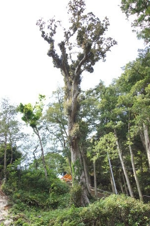 宇美八幡宮のイチイガシ