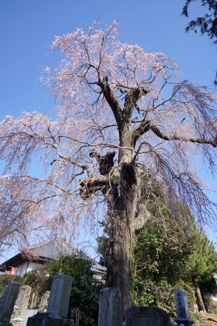 茂林院の枝垂れ桜